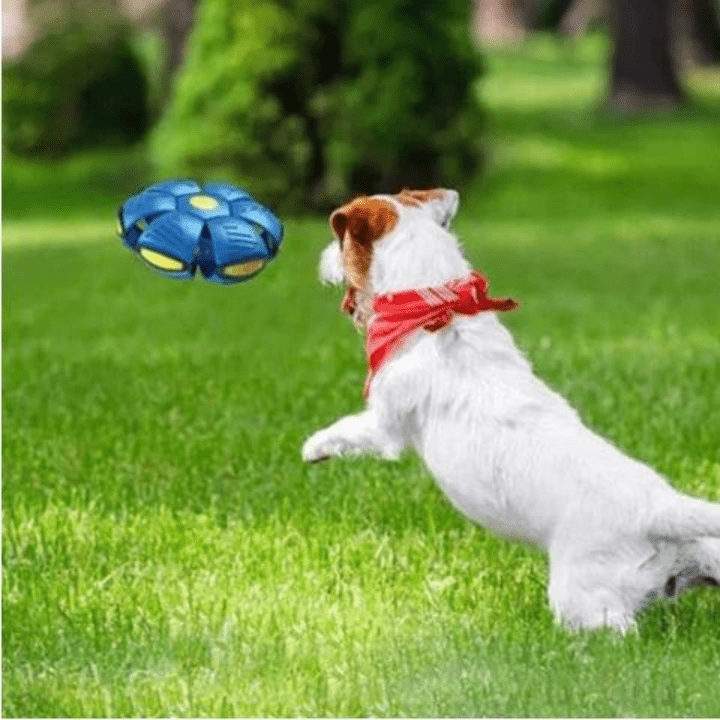 Interactive Flying Dog Toy